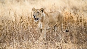 The Last Lions