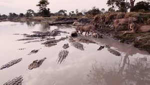 Katavi Africa's Fallen Paradise