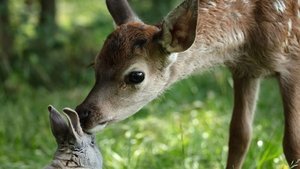 Bambi, una vida en el bosque