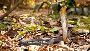 Cobra Mafia