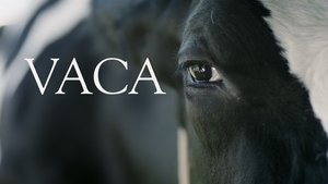 Vaca