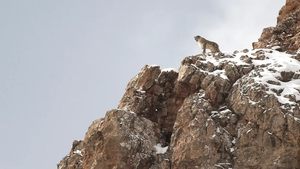 El leopardo de las nieves