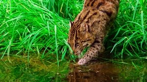 Thailand's Wild Cats