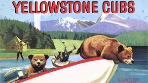 Yellowstone Cubs