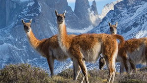 Seven Worlds, One Planet