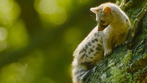 Iberia's Woodlands: Life on the Edge