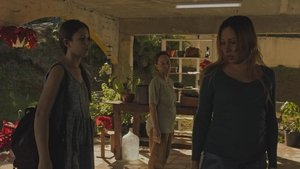 Before the Rooster Crows