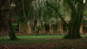 The Manor of Araucaima