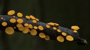El reino de los hongos: cómo construyeron el mundo