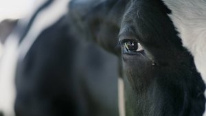 Vaca
