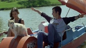 Cats on a Pedal Boat