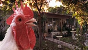 The Natural History of the Chicken