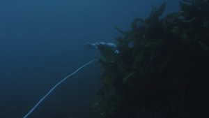 人魚伝説