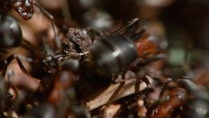 David Attenborough's Ant Mountain