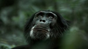 Rise of the Warrior Apes