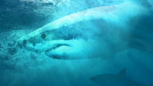 Tiburones de camuflaje