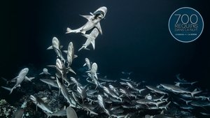 700 Sharks (Gombessa 4, Genesis)