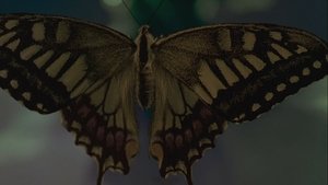 Swallowtail Butterfly