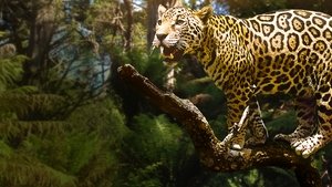El jaguar del Amazonas