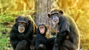 Santuario de chimpancés