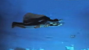 The Return of Superman