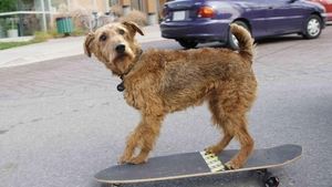 Perro al rescate