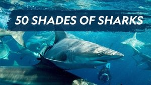 La vida secreta de los tiburones