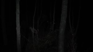 Despite the Night