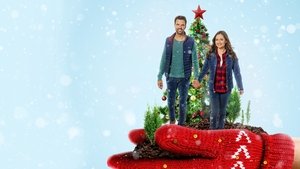You, Me and the Christmas Trees