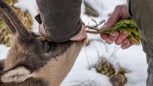 Wild - Jäger und Sammler
