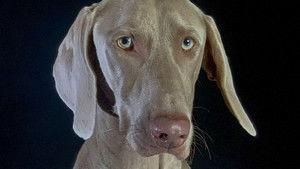 Comment le chien a conquis le monde