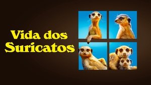 Meet The Meerkats