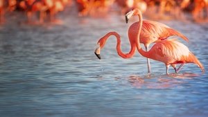 El planeta de los pájaros