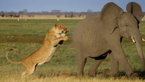 Africa's Giant Killers