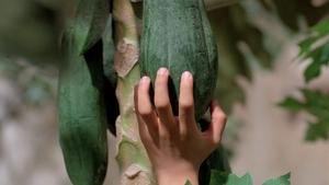 El olor de la papaya verde