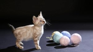 The Story of Cats