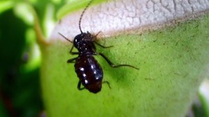 Termites: The Inner Sanctum