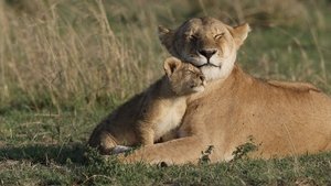 Grandes felinos