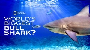 El tiburón toro mas grande del mundo