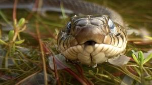 Our Nature, The Movie