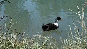 صدای پای آب