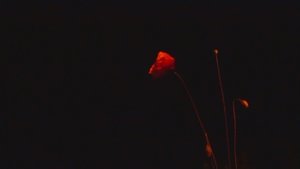Cadaverous Sonneteer