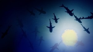 700 Sharks