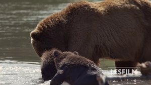 Kamchatka Bears. Life Begins