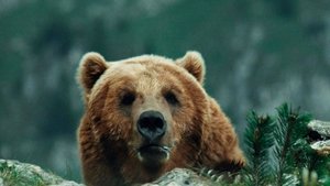 El oso
