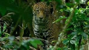 Costa Rica : Le réveil de la nature