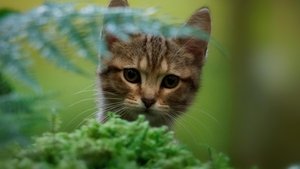 Mon chat et moi, la grande aventure de Rroû