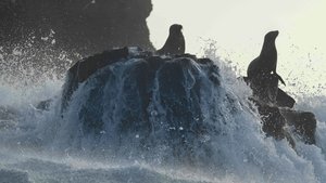 Los leones marinos de las Galápagos