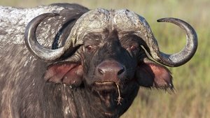 Blood Rivals: Lion vs Buffalo