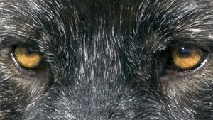 Lobo